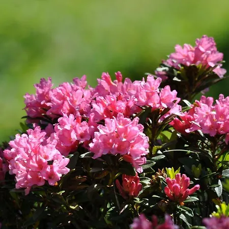 Goliath Apartament Leukerbad