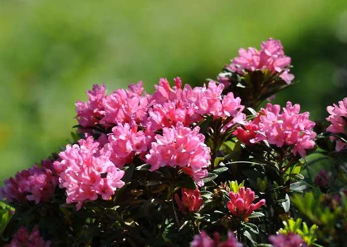 Goliath Διαμέρισμα Leukerbad