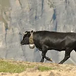 Goliath *